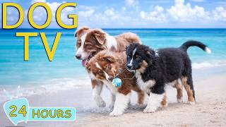 DOG TV for Dogs to Watch: Ultimate Video Entertain for Dogs When Home Alone All Day - Music for Dogs 