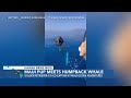 Excited Maui Dog Meets New Mellow Humpback Whale