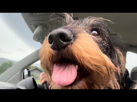 Safety Inspector Teddy: Cute dachshund on rain damage patrol #TeddyTheDachshund
