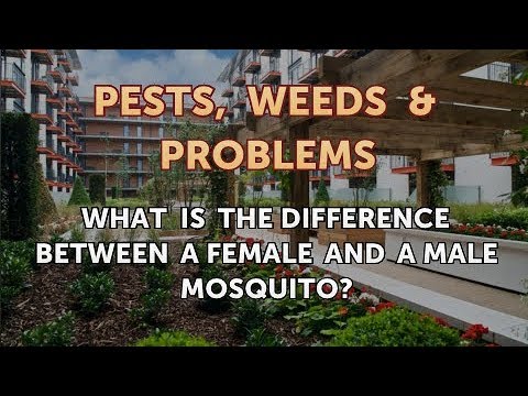 メスの蚊とオスの蚊の違いは何ですか?