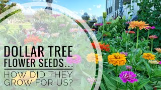 From Dollar Tree seeds to garden magic | Flower Tour