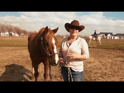 Starting to build the Topline Exercises with an older horse, backing up in two positions