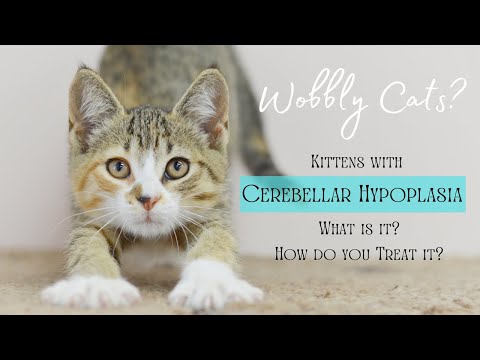 Meet Our Wobbly Cats! What is Cerebellar Hypoplasia and How Does it Affect Your Cat?