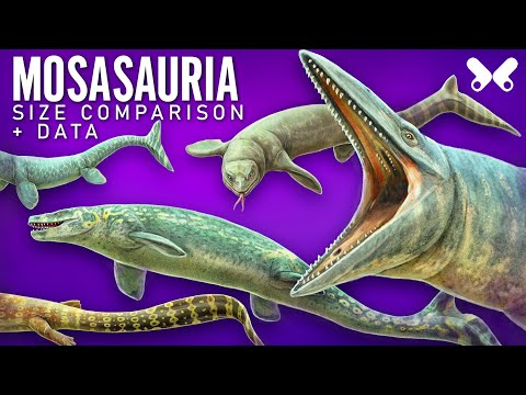 MOSASAURS. marine reptiles.  Size comparison and data