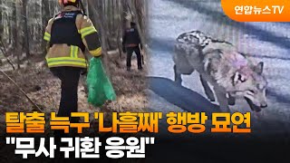 '탈출 늑구' 나흘째 행방 묘연…무사 귀환 응원 / 연합뉴스TV (YonhapnewsTV)