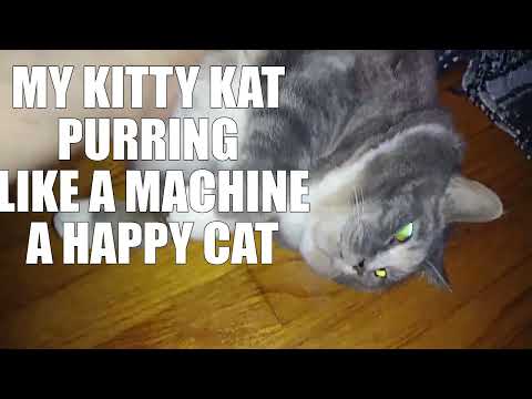 Purring Cat, What Does it Mean When A Cat Purrs? Meditation, Relaxation