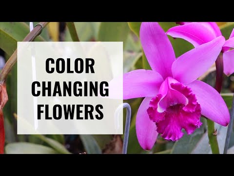 Cattleya intermedia, an Orchid with Color Changing Flowers