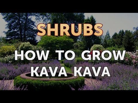 How to Prune a Bottlebrush Shrub