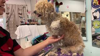 犬 バリカン 負け Watch Hd Mp4 Videos Download Free 犬 バリカン 負け Watch Hd Mp4 Videos Download Free