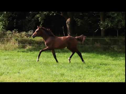 colt by ZOOM x Lord Carnaby x Florestan I , Oldenburger born 2020