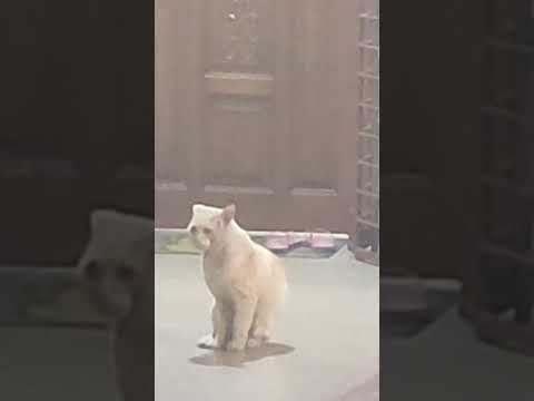 A cat sitting on the car by the Nargis world ❤️❤️