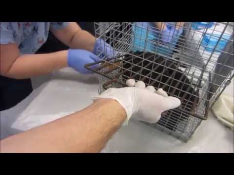 How to Restrain a Cat and Inject Anesthesia