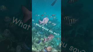 Favorite snorkel spots? Go! #snorkeling #reef #underthesea #fish #bahamas #caribbean #saltlife #kids