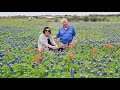 Bluebonnets