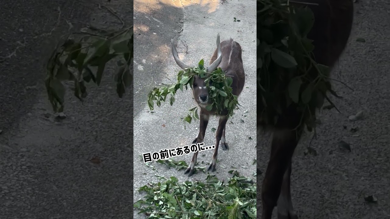 ある日のシタツンガ　#東武動物公園 #動物 #animals #zoo #動物園 #シタツンガ