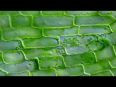 Cytoplasm - Definition and Examples - Biology Online Dictionary