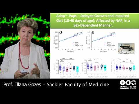 Murine model of autism-like syndrome benefits from NAP treatment