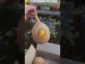Bird Nest Unboxing From Amazon Shorts Nature