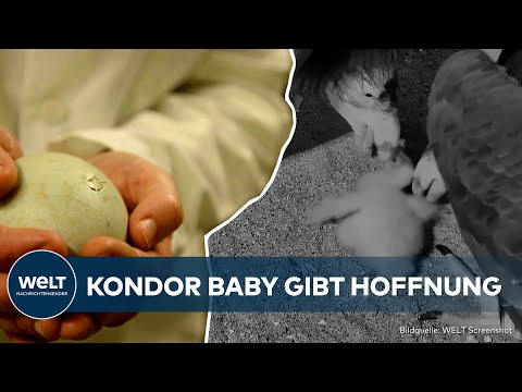 FREUDE IN SAN DIEGO: Es gibt wieder Hoffnung! Baby-Kondor schlüpft im Zoo