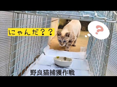 独自のハエ捕りを構築する: 確実に機能する 3 つのシンプルな捕獲器 自然と動物