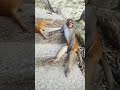 Cute Baby Monkey YoYo Monkey BiBi Monkey Monkey Banana Baby Monkey Best Monkey Moments
