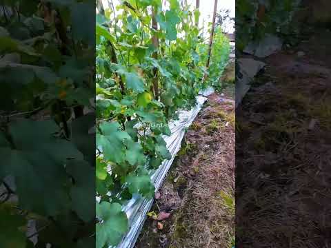 Cia kena tingal 😂 #shortvideo #short #monkey #monyet #animals