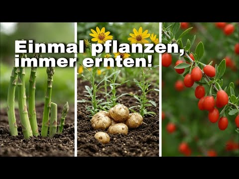 Einmal pflanzen, für immer ernten: 7 geniale Dauerkulturen!