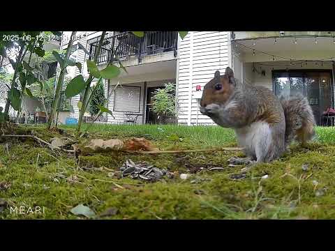Wildlife Monitoring: Squirrel Activity Captured by MEARI Camera