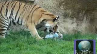 preview picture of video 'Bengal Tigers vs. BubbleCam'