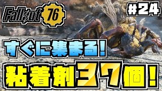 【コンゴ6のフォールアウト76】#24 -たった6体で粘着剤37個ゲット!短時間で大量に粘着剤を稼げるハニービースト狩り場が最高!-【Fallout76/XboxOne/実況プレイ】