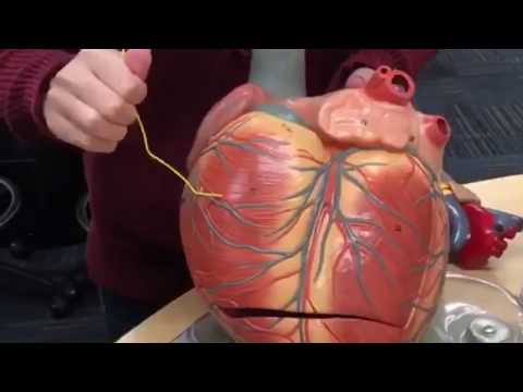 Heart Model 2 || Anatomy Lab