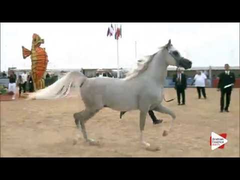 N.114 JALAL ALJASSIMYA - Menton 2016 - Colts 2 years old (Class 7)