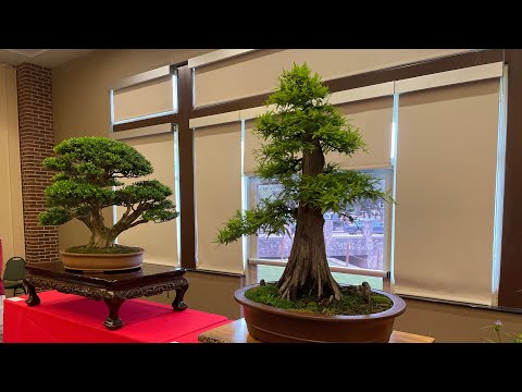 Bonsai & Beer! San Antonio Bonsai Exibition & Pale Ale!!!￼