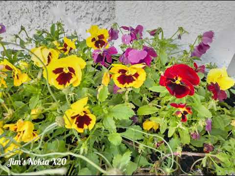 Nokia X20 video and images samples #NokiaX20