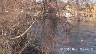 preview picture of video 'Crow River Flooding, Delano, MN - 3/21/2010'