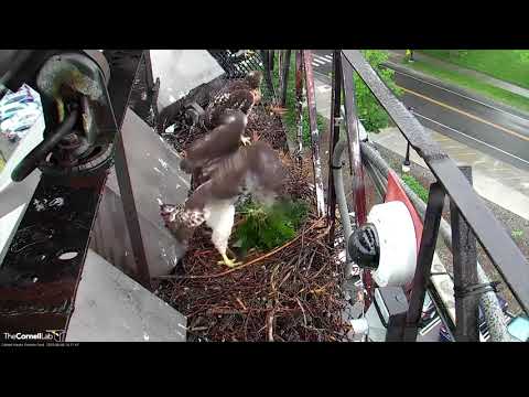Rainy Morning Fledge Watch on Cornell Hawks Cam – June 6, 2018