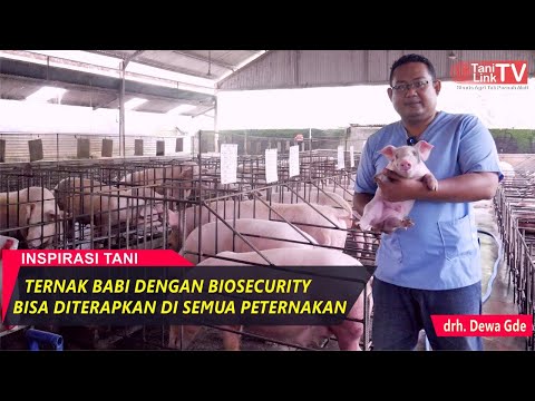 , title : 'Sukses Ternak Babi Dengan Standar Biosecurity Lebih Aman Dari Serangan Penyakit'