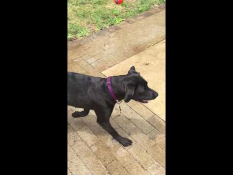 Roxanne #6, an adopted Black Labrador Retriever Mix in Killingworth, CT_image-1