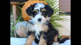 Video preview image #1 Bernedoodle (Miniature) Puppy For Sale in NARVON, PA, USA