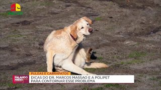 Pulgas e Carrapatos: como contornar esse problema? | Meu Amigo Bicho