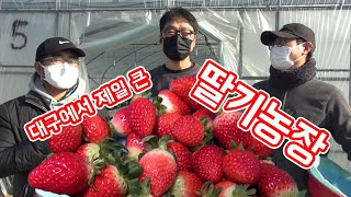 대구에서 제일 큰 딸기농장을 가봤습니다 │농사직방