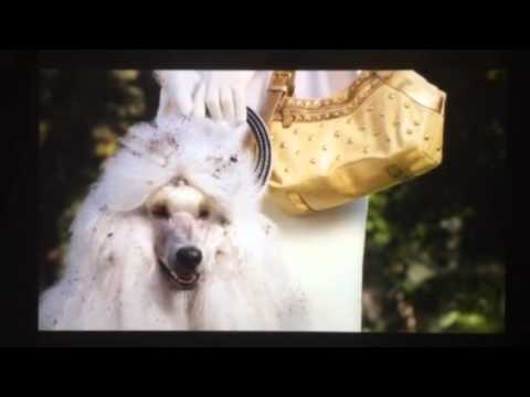 Beverly Hills chihuahua 2 poodle scene