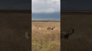 Um gnu solitário pensou que seria um alvo fácil... até que a situação se inverteu.