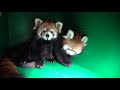 Red Panda Cub Pabu Loves Wrestling With Mom