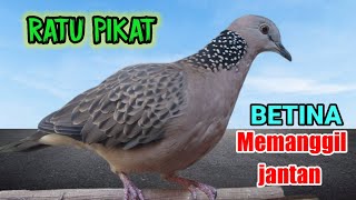 Download lagu tekukur betina memanggil jantan - ratunya pancingan. mp3