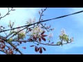каштаны 
