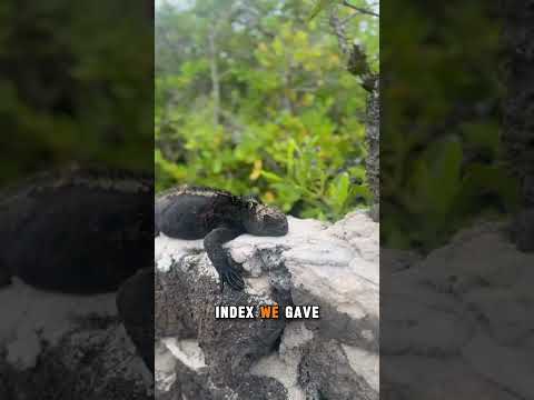 FOOTNOTES PRESENTS: LA RUTA DE TORTUGA, SANTA CRUZ, GALAPAGOS