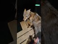 😳 Convincing a coyote to be brushed #shorts