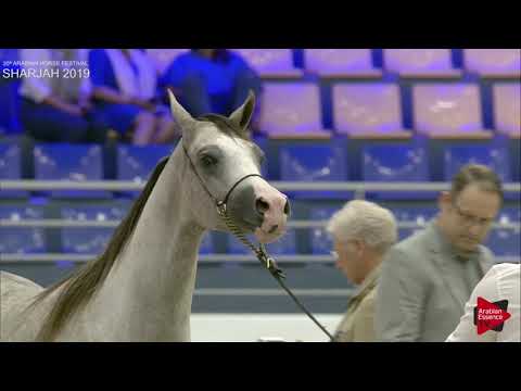 N 72 SQ LABIBAH   Sharjah International 2019