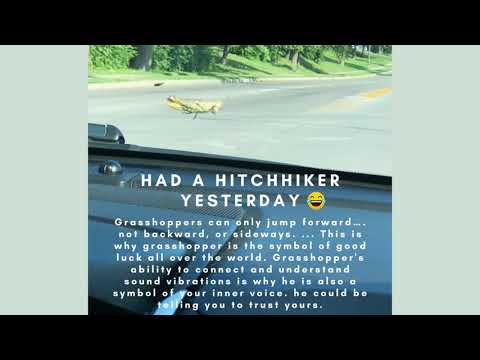 Grasshopper Meaning Good Luck Health Happiness Prosperity Fertility Virtue Moving Forward #shorts